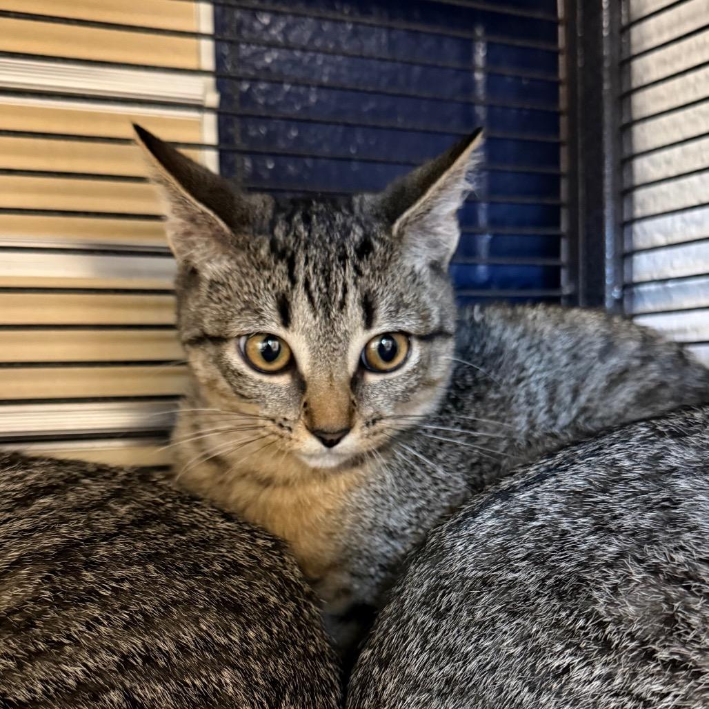 Enlarge Firecracker, a Adoptable Domestic Short Hair in Hampton Bays, NY image 1/1