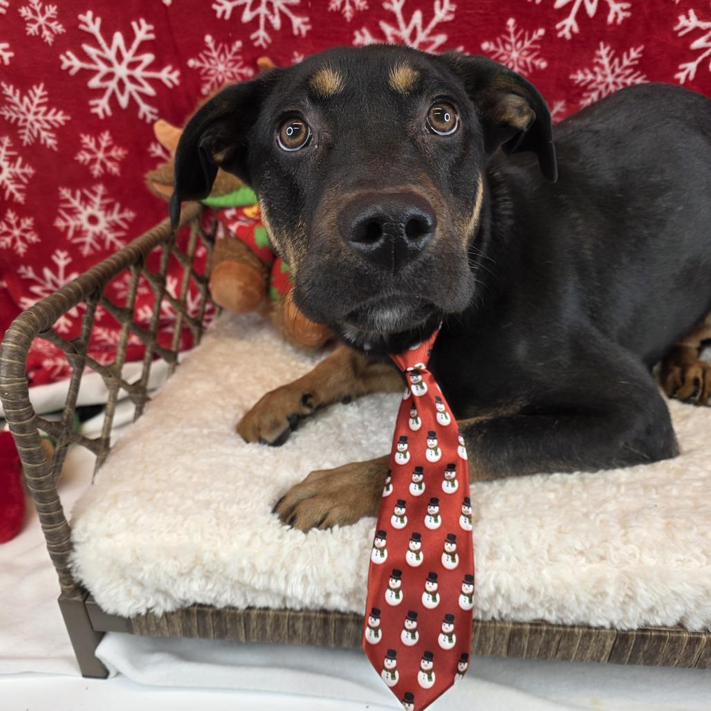 John Boy, Adoptable, Puppy Male Labrador Retriever.