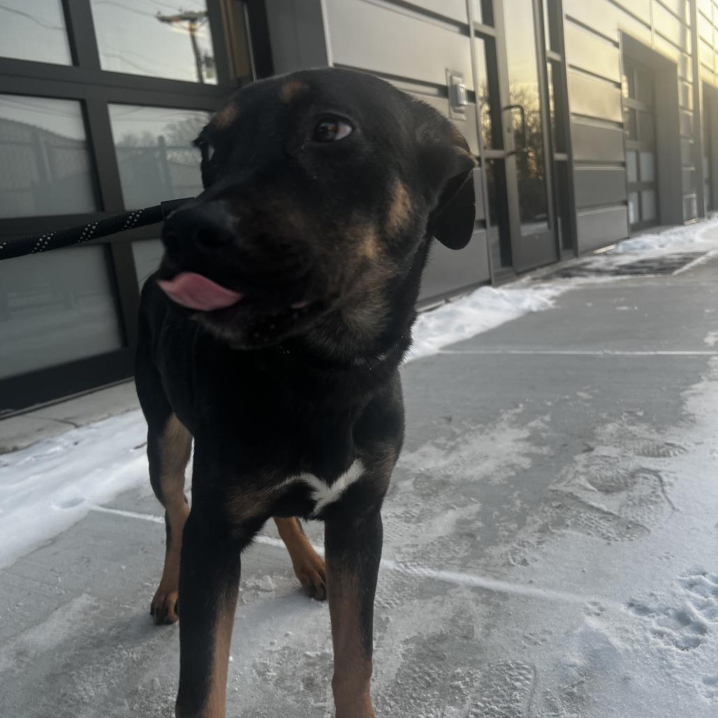 John Boy, Adoptable, Puppy Male Labrador Retriever.