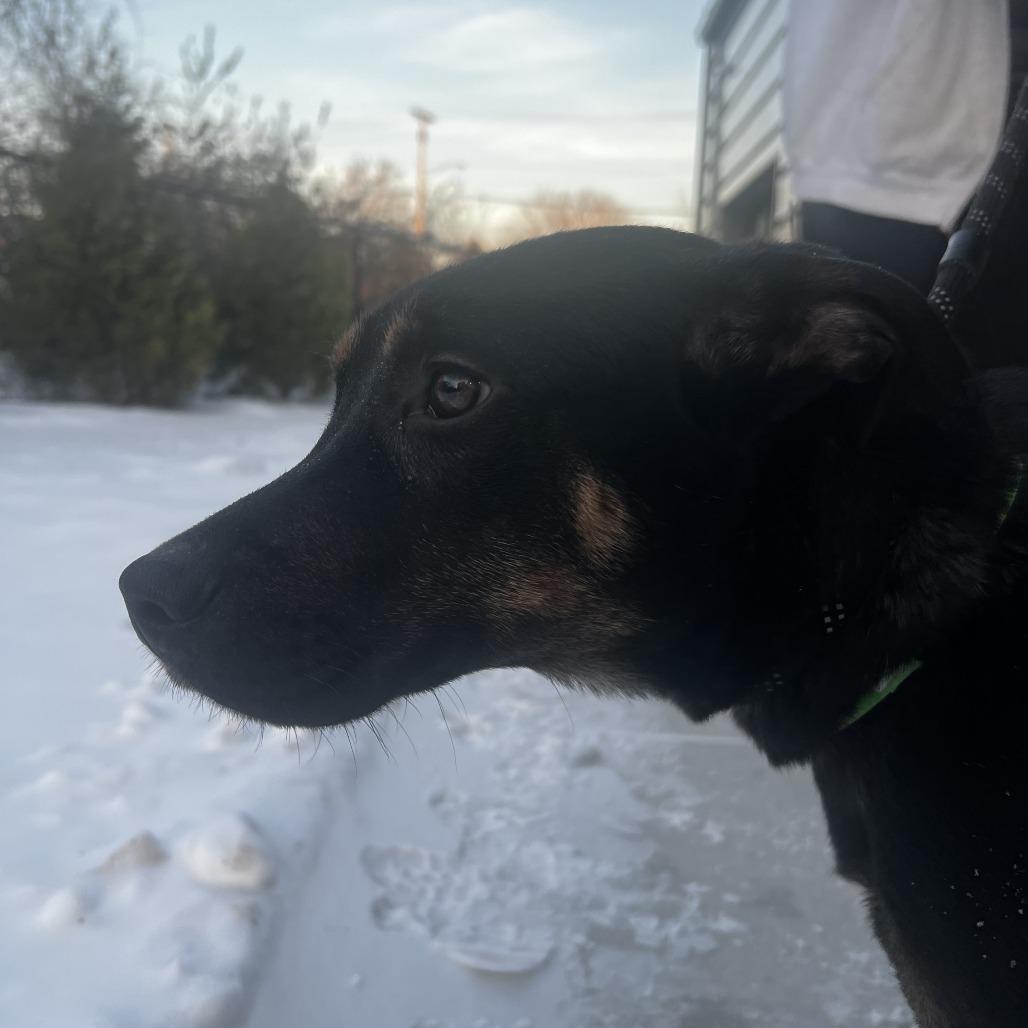 John Boy, a Adoptable Labrador Retriever in Fort Wayne, IN image 2/2