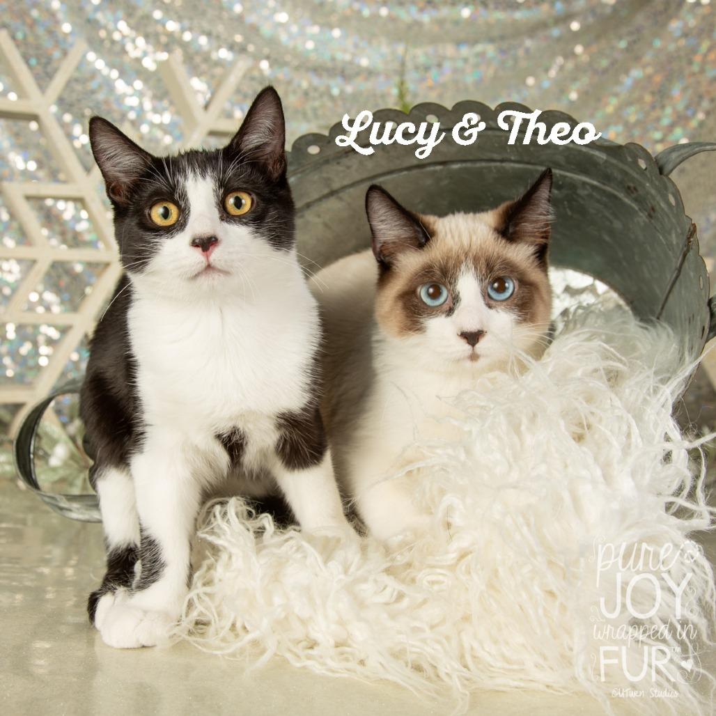 Lucy, a Adoptable Domestic Short Hair in Springfield, MO image 1/3