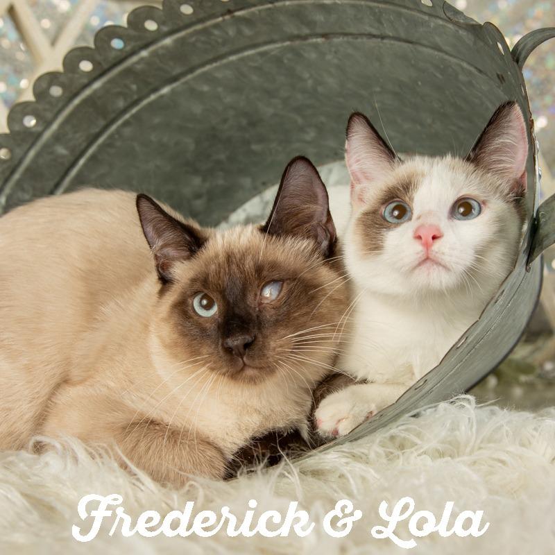 Lucy, a Adoptable Domestic Short Hair in Springfield, MO image 2/3