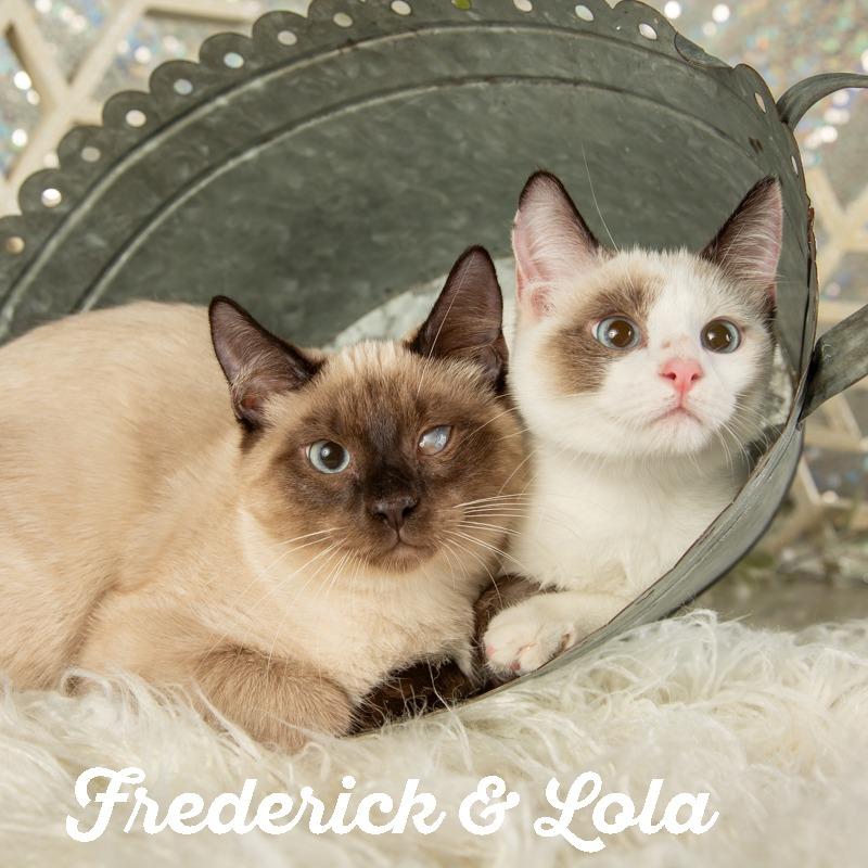 Lucy, a Adoptable Domestic Short Hair in Springfield, MO image 3/3