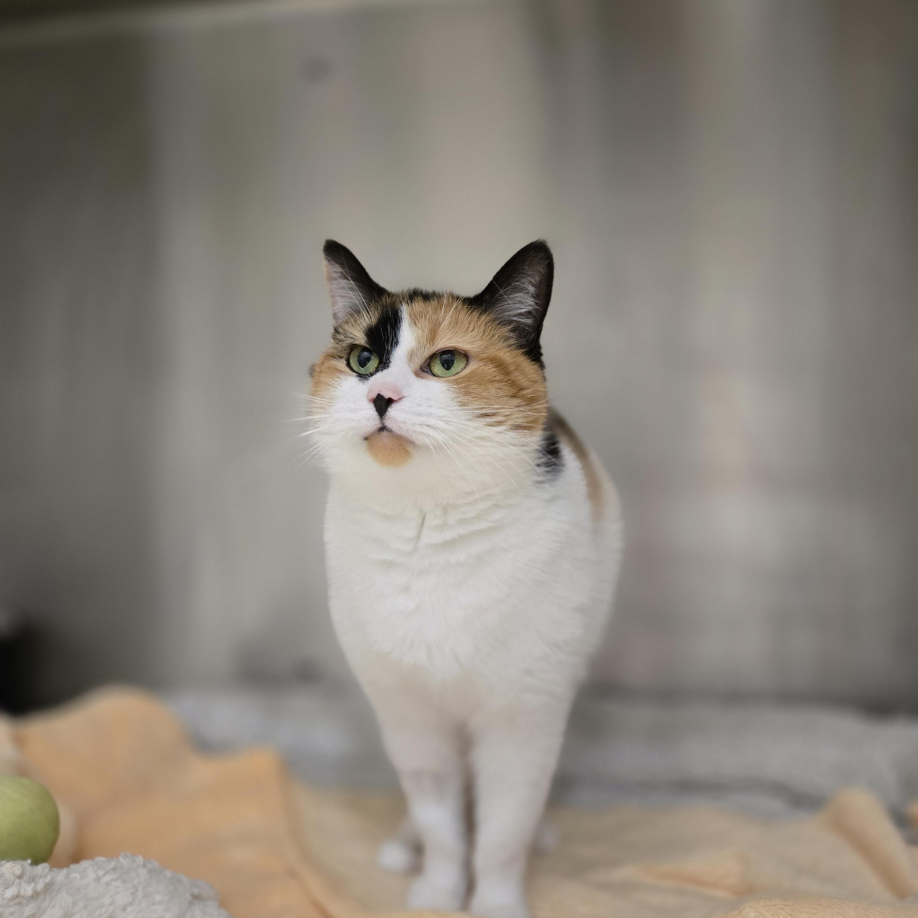 Enlarge Morrissey, a Adoptable Domestic Short Hair in Paris, ME image 2/3