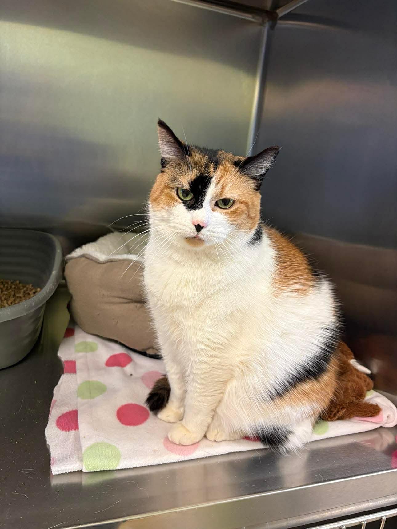 Morrissey, Adoptable, Adult Female Domestic Short Hair.