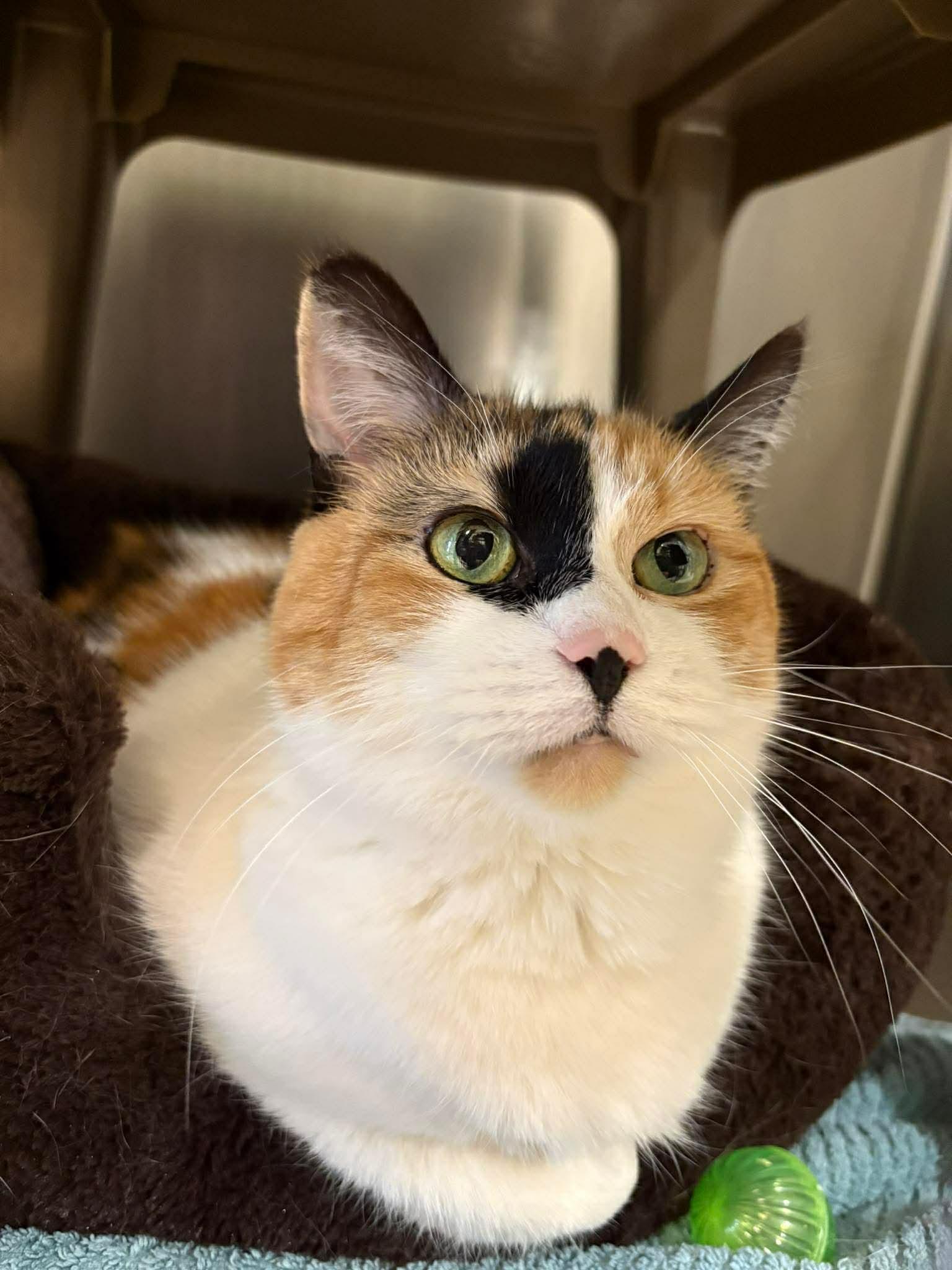 Enlarge Morrissey, a Adoptable Domestic Short Hair in Paris, ME image 2/5
