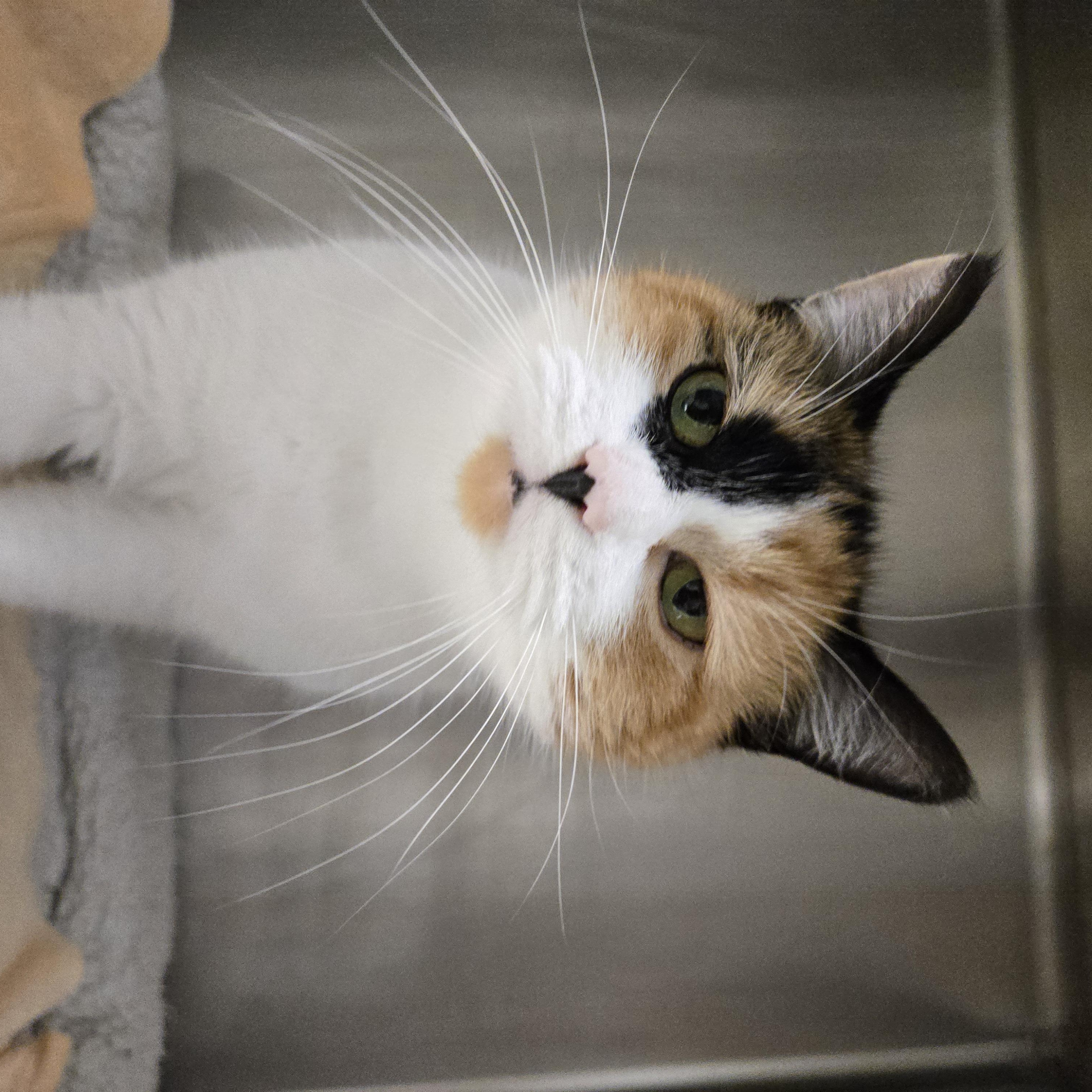 Enlarge Morrissey, a Adoptable Domestic Short Hair in Paris, ME image 3/3