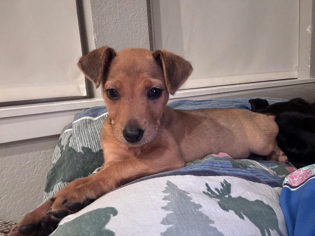 Whyatt, Adoptable, Puppy Female Australian Cattle Dog / Blue Heeler & Labrador Retriever.