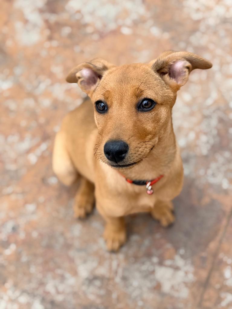 Enlarge Whyatt, a Adoptable mixed breed in Fort Lupton, CO image 2/2