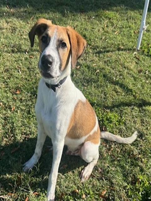 Enlarge JERRY, a Adoptable mixed breed in Texas City, TX image 1/1