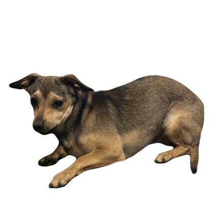 Kazoo, Adoptable, Young Male Chihuahua.