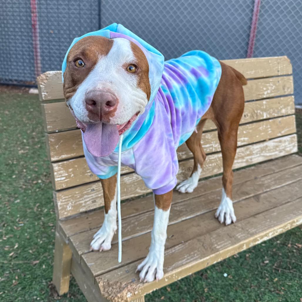 Joyce Byers, Adoptable, Adult Female Pit Bull Terrier.