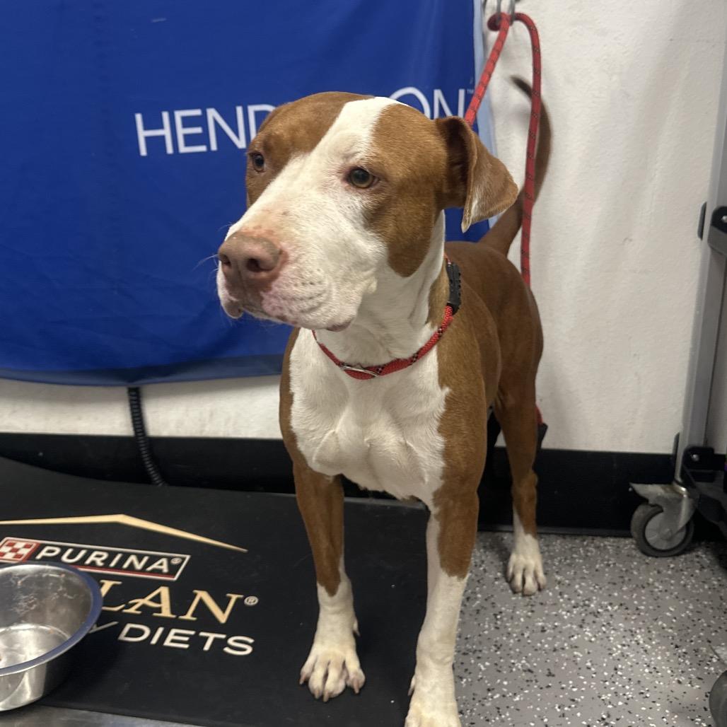 Joyce Byers, a Adoptable Pit Bull Terrier in Henderson, NV image 2/2