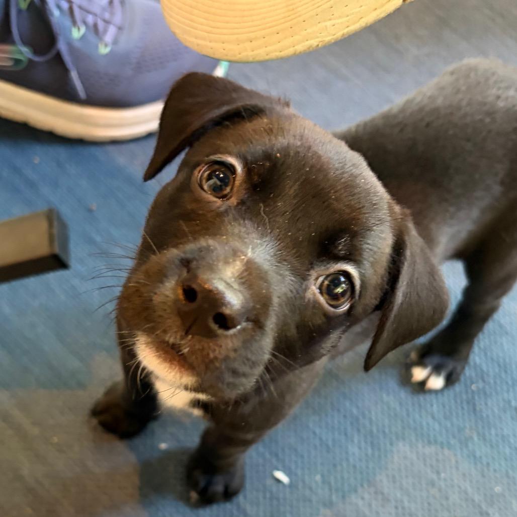 Americano, Adoptable, Puppy Female Labrador Retriever.