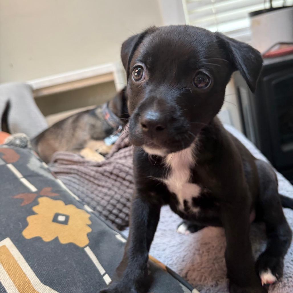 Enlarge Americano, a Adoptable Labrador Retriever in Kansas City, MO image 2/4