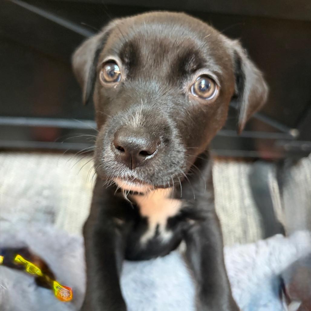 Enlarge Americano, a Adoptable Labrador Retriever in Kansas City, MO image 3/4