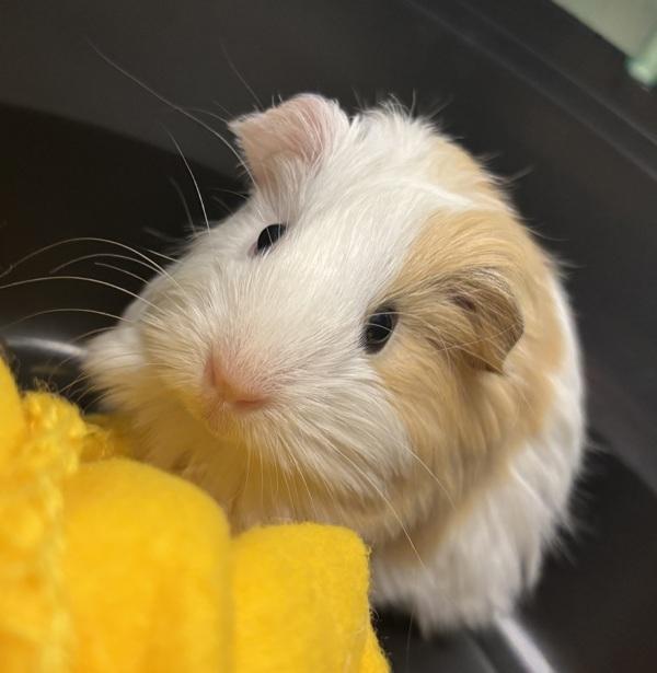 Ms. Duke, Adoptable, Baby Female Guinea Pig.