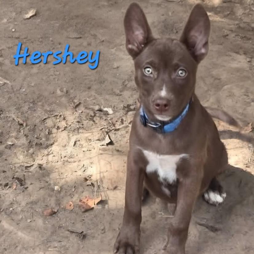 Enlarge Hershey, a Adoptable mixed breed in Chicago, IL image 1/2