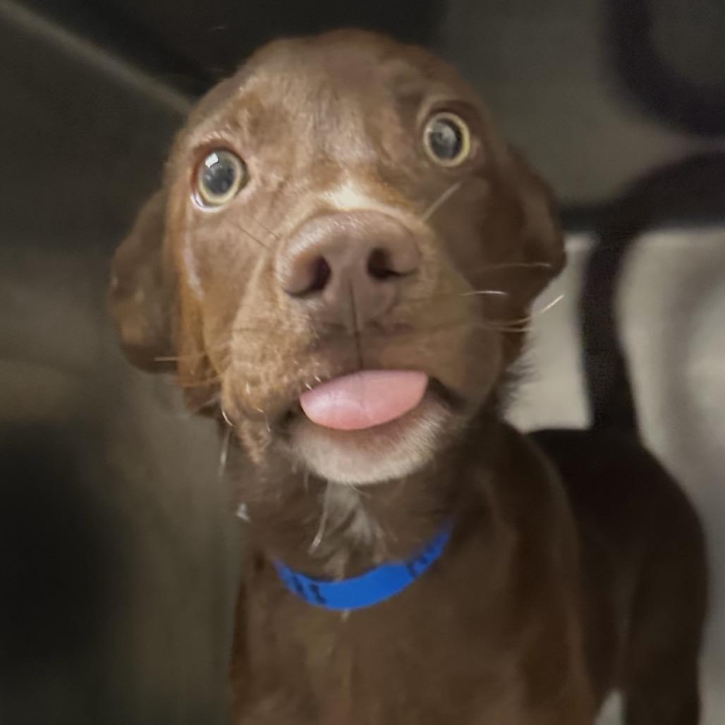 Enlarge Hershey, a Adoptable mixed breed in Chicago, IL image 2/2