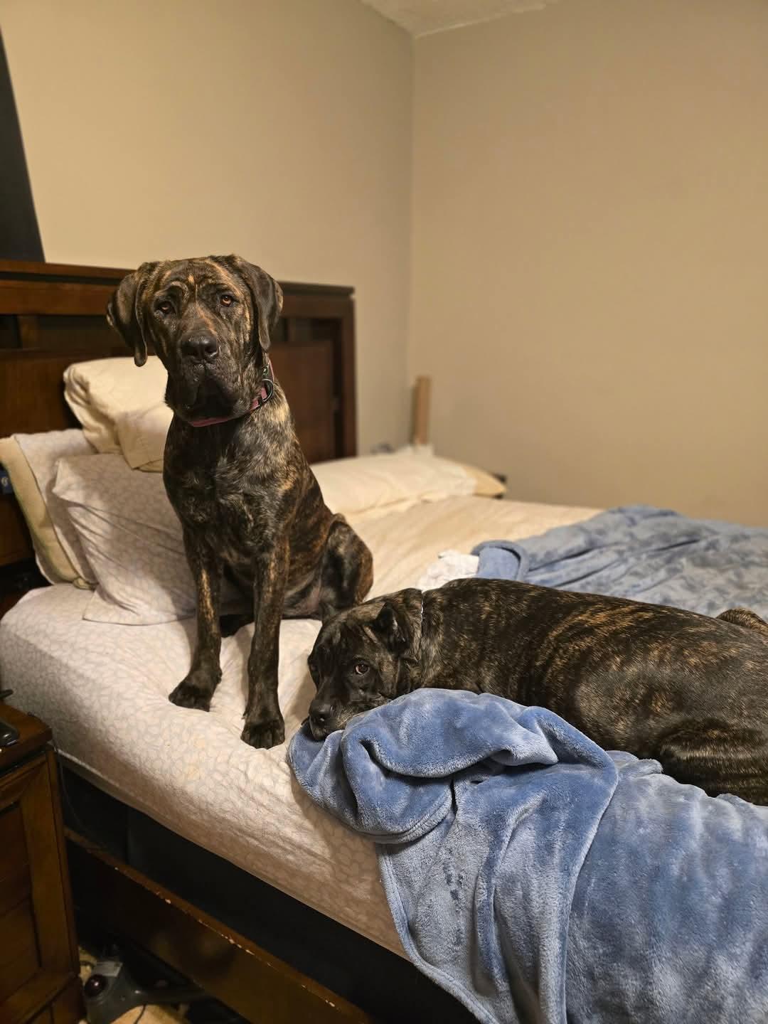 Enlarge Rhea, a Adopted Cane Corso in Greenville, SC image 6/6