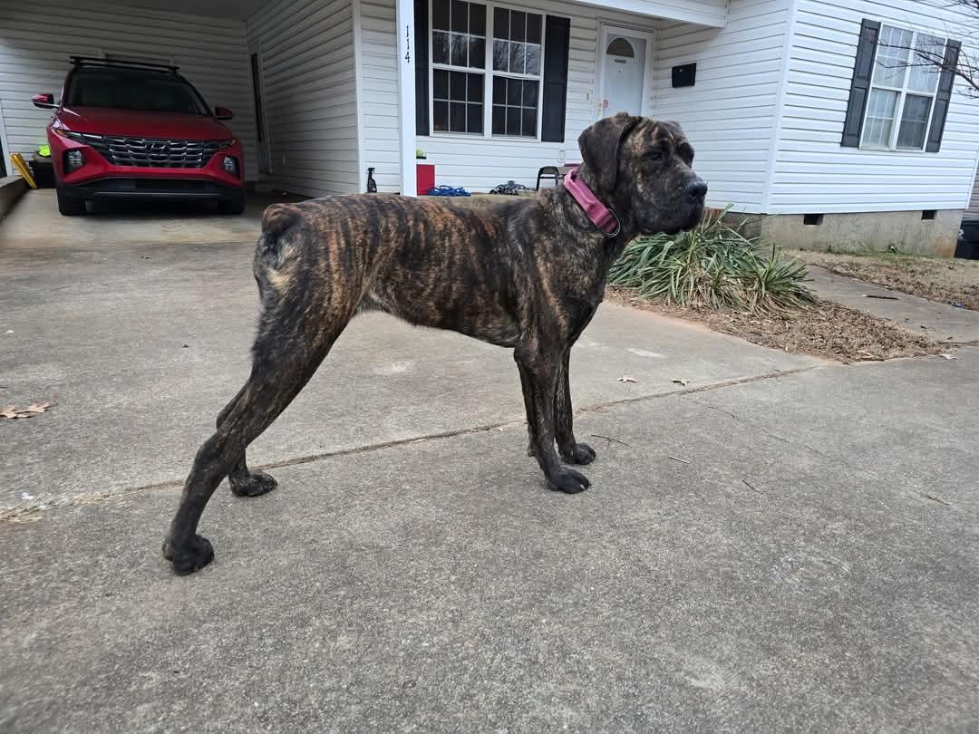 Enlarge Rhea, a Adopted Cane Corso in Greenville, SC image 3/6