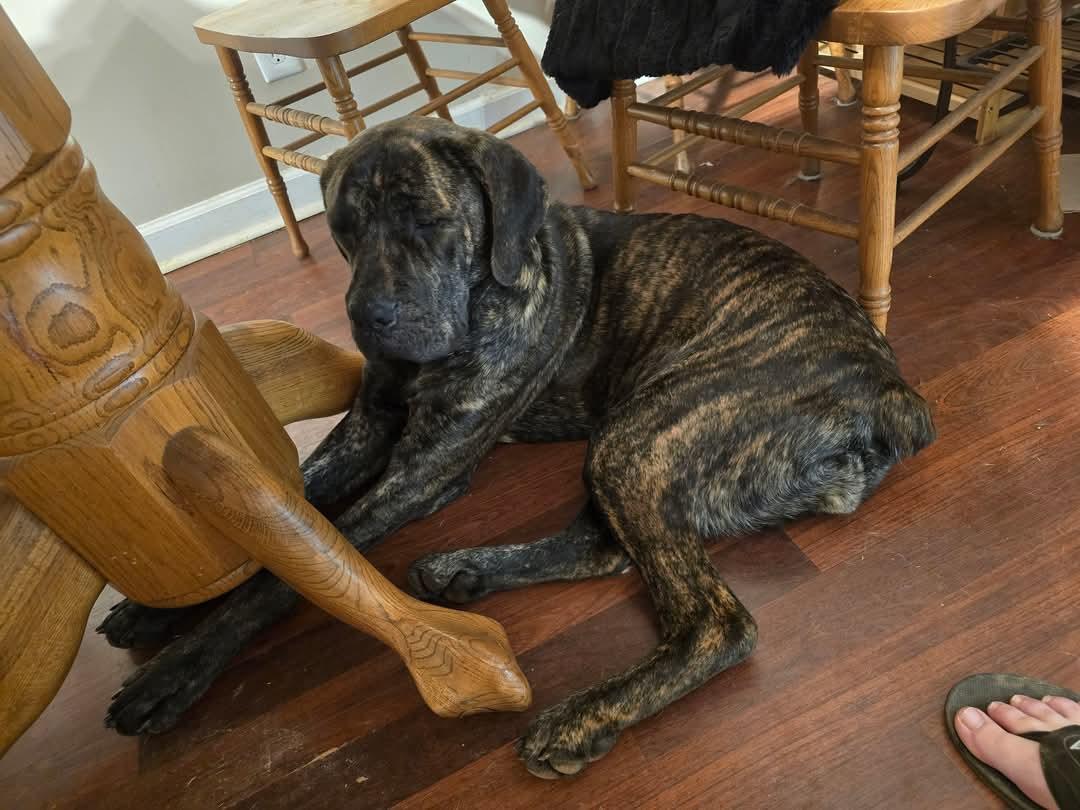 Enlarge Rhea, a Adopted Cane Corso in Greenville, SC image 2/6