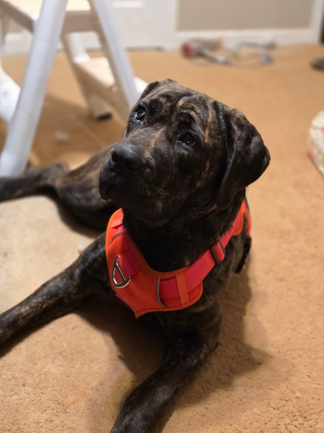 Enlarge Rhea, a Adopted Cane Corso in Greenville, SC image 5/6