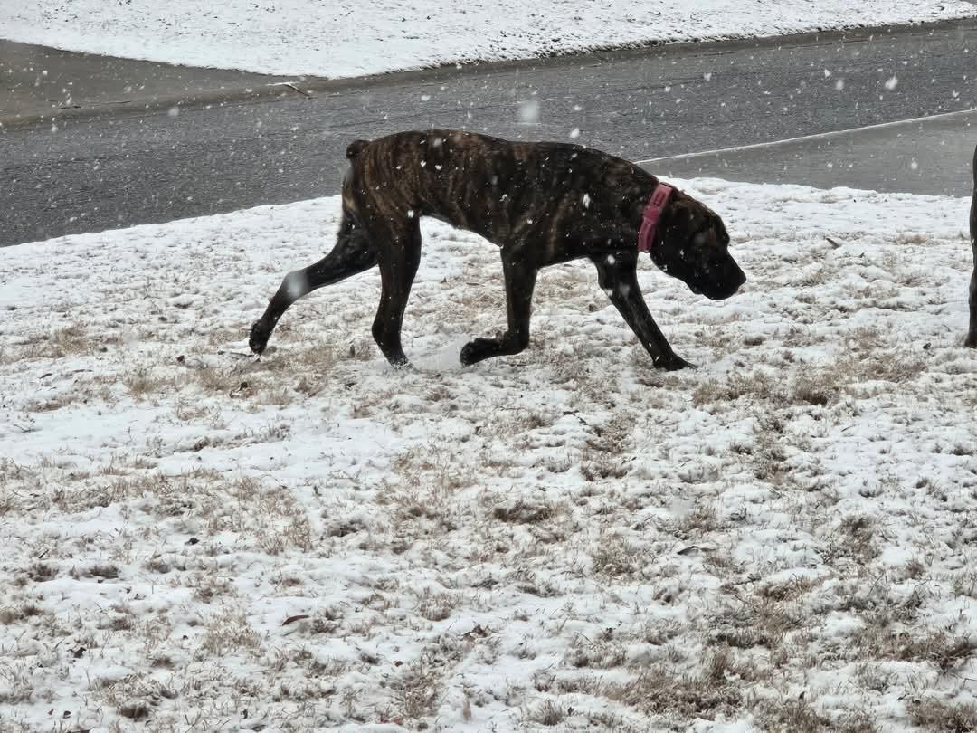Enlarge Rhea, a Adopted Cane Corso in Greenville, SC image 4/6