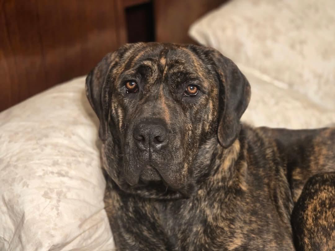 Enlarge Rhea, a Adopted Cane Corso in Greenville, SC image 1/6