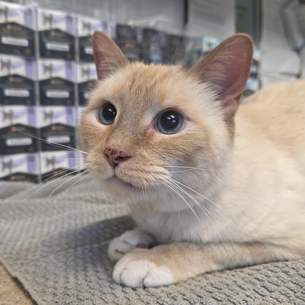 Enlarge Ed Sheeran, a Adoptable Siamese in Easton, PA image 1/6