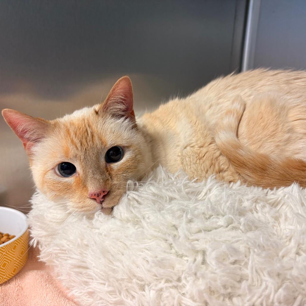 Enlarge Ed Sheeran, a Adoptable Siamese in Easton, PA image 2/6