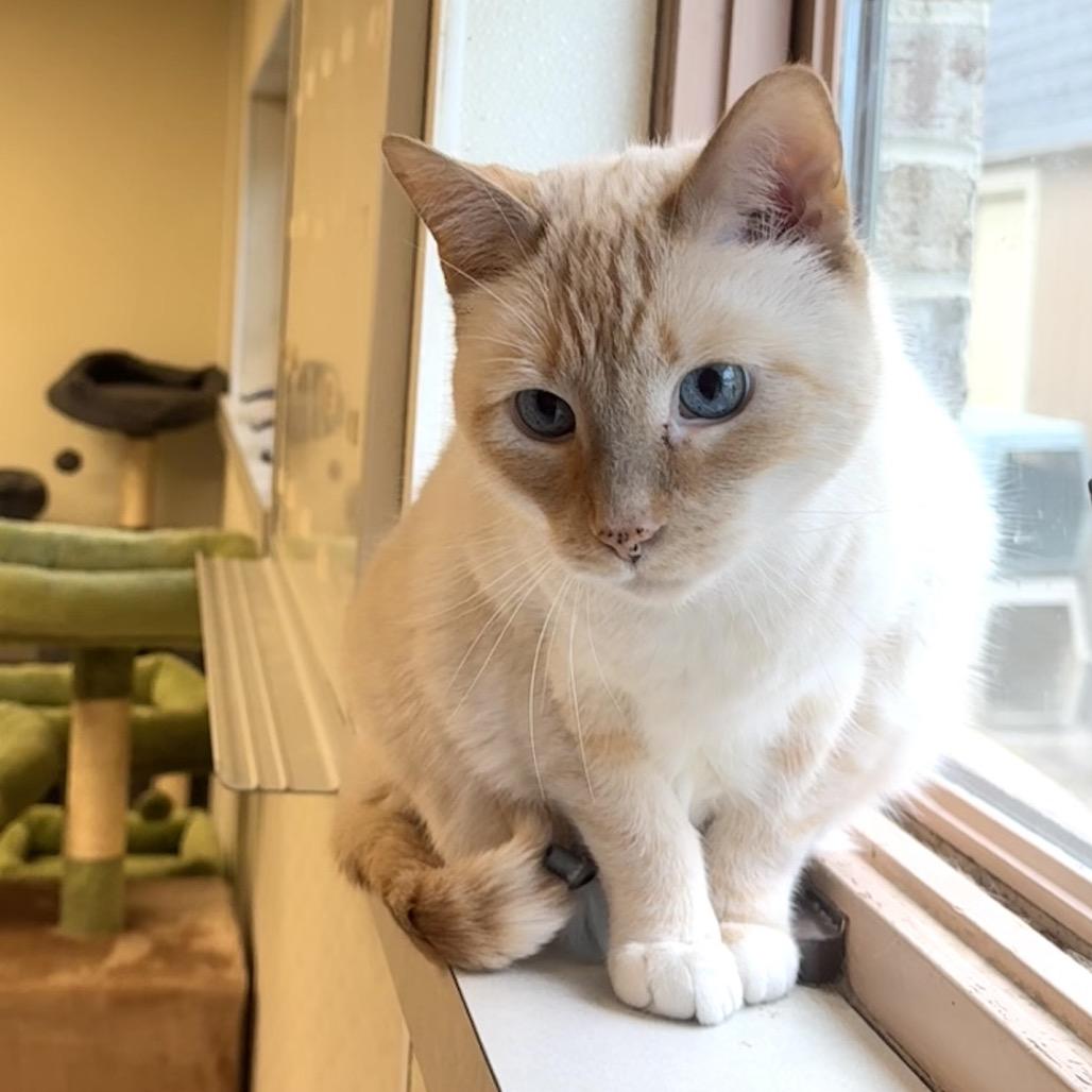 Enlarge Ed Sheeran, a Adoptable Siamese in Easton, PA image 3/6