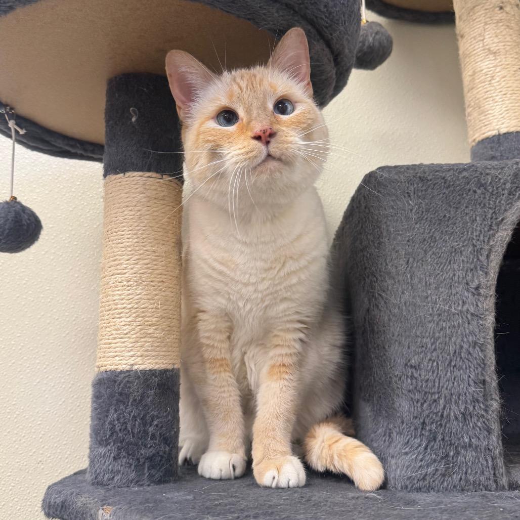Enlarge Ed Sheeran, a Adoptable Siamese in Easton, PA image 4/6