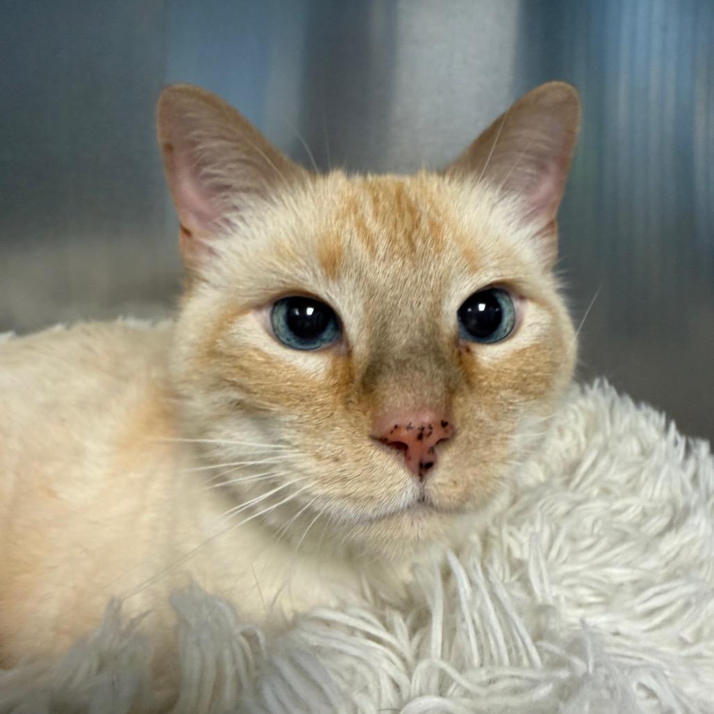 Enlarge Ed Sheeran, a Adoptable Siamese in Easton, PA image 5/6
