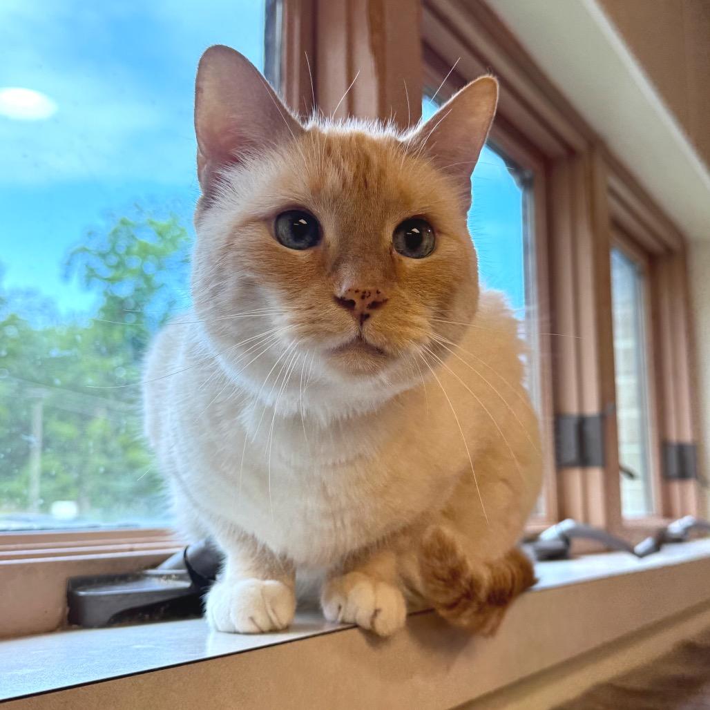 Enlarge Ed Sheeran, a Adoptable Siamese in Easton, PA image 6/6