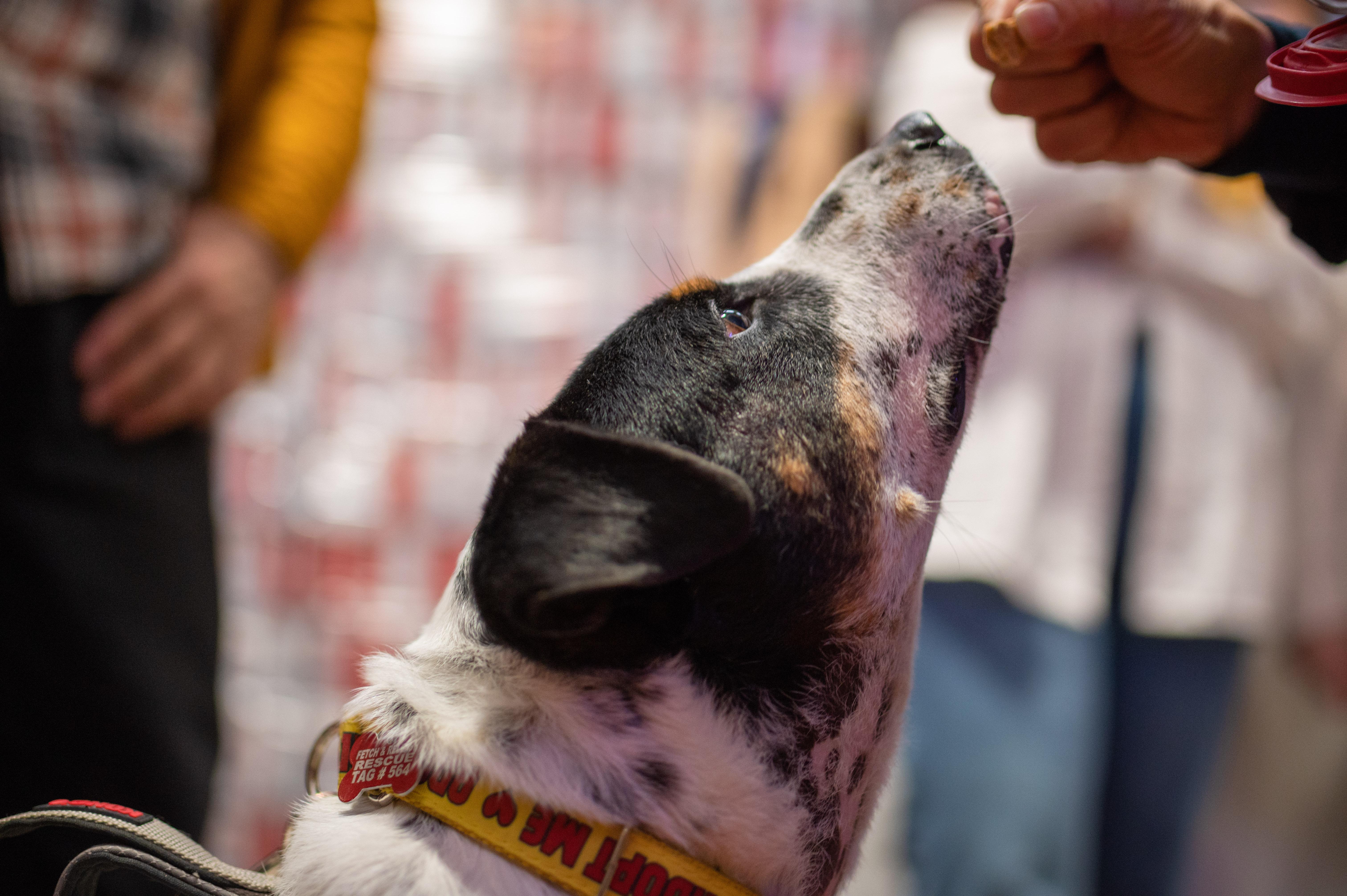 Kiko, a ADOPTABLE mixed breed in Mississauga, ON image 2/4