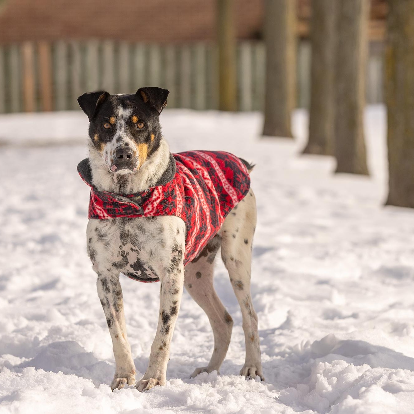 Kiko, a ADOPTABLE mixed breed in Mississauga, ON image 1/4
