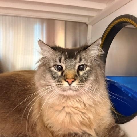 Enlarge Smithsonian , an adopted Domestic Long Hair in Fayetteville, AR image 5/5