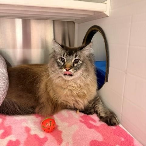 Smithsonian , adopted, Adult Male Domestic Long Hair.