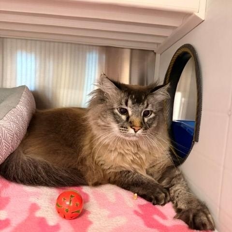 Enlarge Smithsonian , an adopted Domestic Long Hair in Fayetteville, AR image 3/5