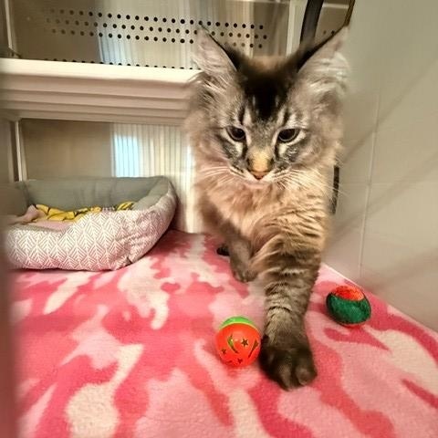 Enlarge Smithsonian , an adopted Domestic Long Hair in Fayetteville, AR image 4/5