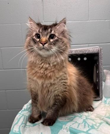 Enlarge Smithsonian , an adopted Domestic Long Hair in Fayetteville, AR image 2/5