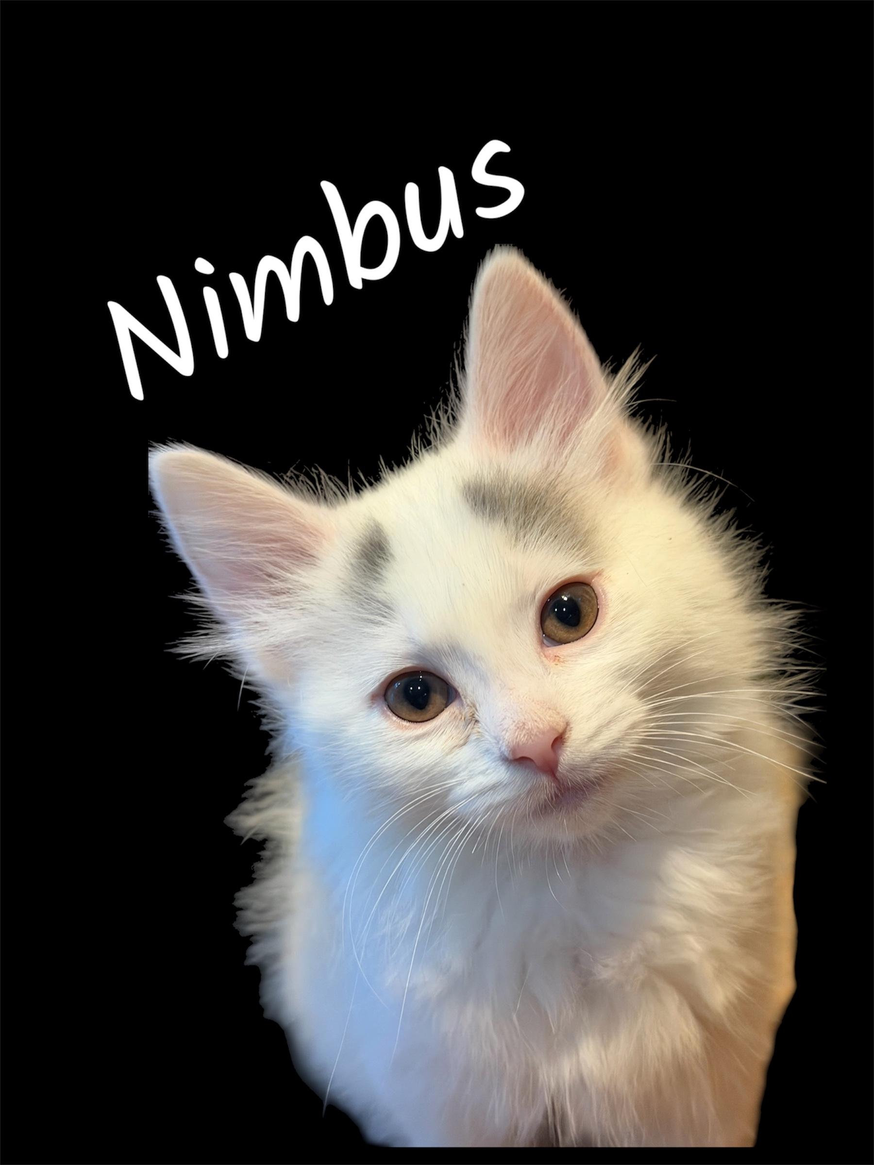 Nimbus, Adoptable, Kitten Female Domestic Short Hair.