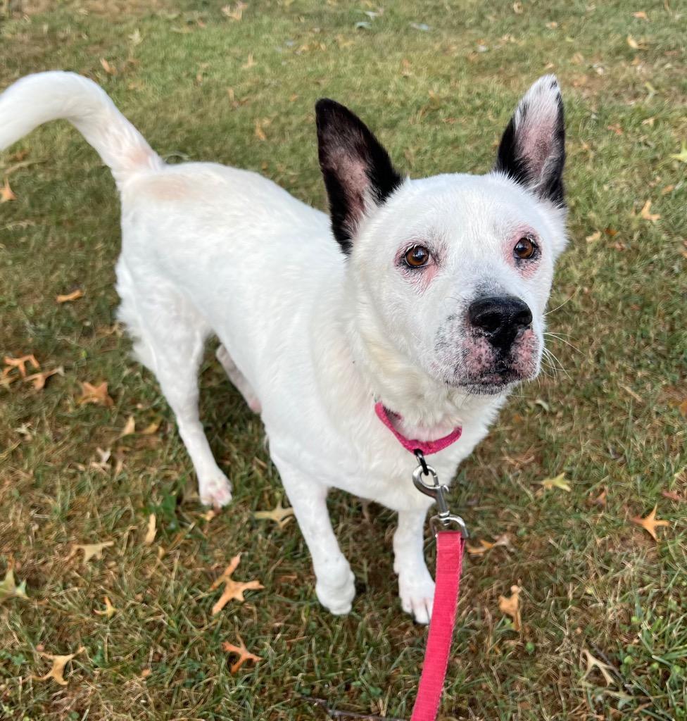 Daphne, Adoptable, Adult Female Australian Cattle Dog / Blue Heeler.