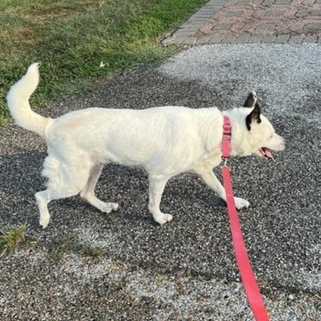 Enlarge Daphne, a Adoptable Australian Cattle Dog / Blue Heeler in Columbia, IL image 3/4
