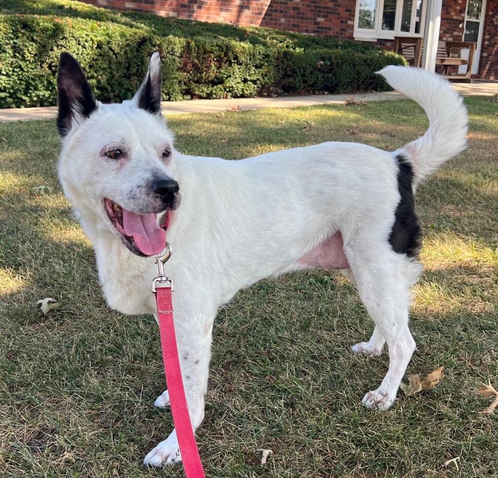 Enlarge Daphne, a Adoptable Australian Cattle Dog / Blue Heeler in Columbia, IL image 2/4