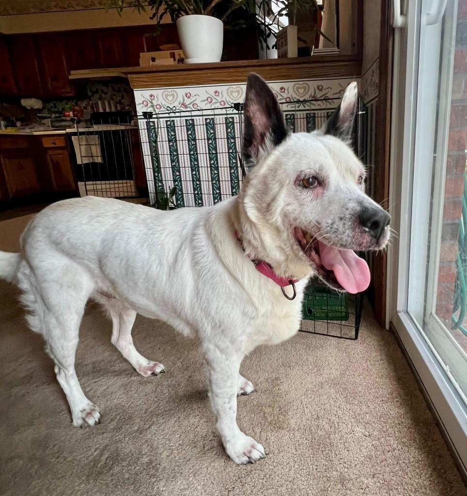 Enlarge Daphne, a Adoptable Australian Cattle Dog / Blue Heeler in Columbia, IL image 4/4