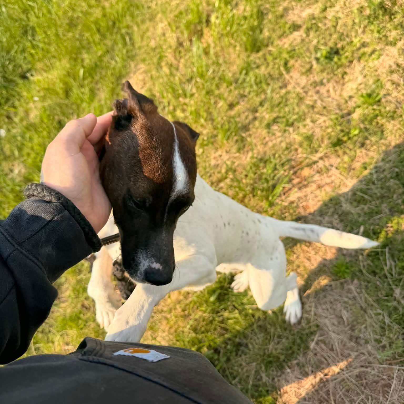 Enlarge Huck, a Adoptable mixed breed in Campbellsville, KY image 3/4