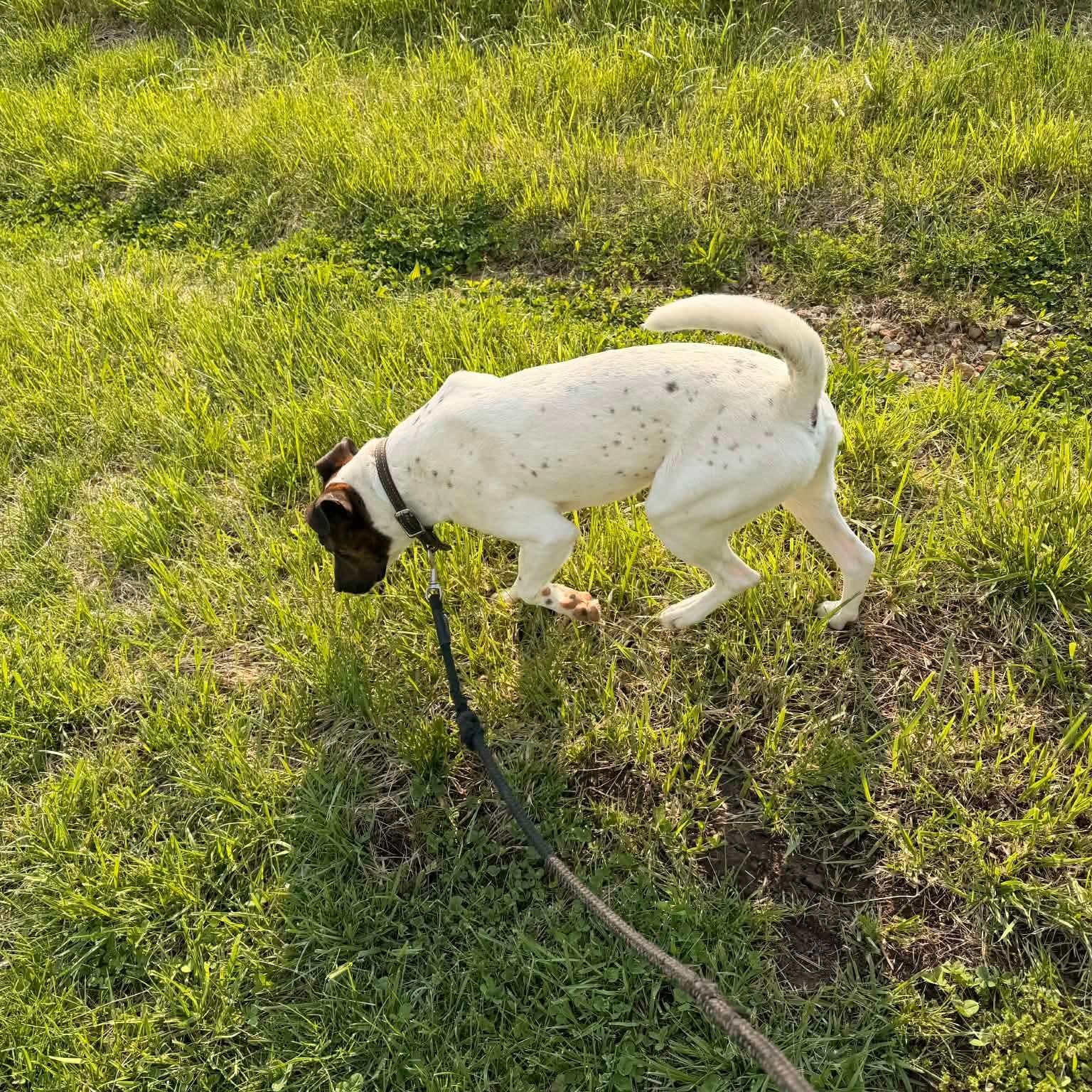 Enlarge Huck, a Adoptable mixed breed in Campbellsville, KY image 4/4