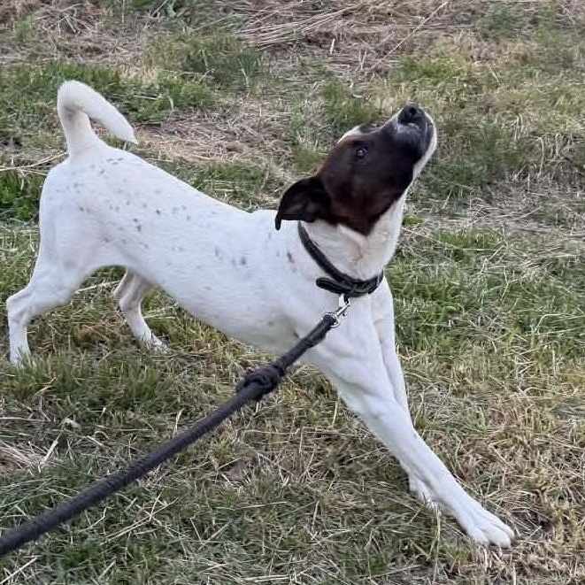 Enlarge Huck, a Adoptable mixed breed in Campbellsville, KY image 2/4